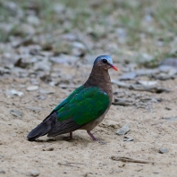 holub zelenokřídlý - Chalcophaps indica