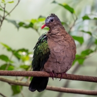 holub zelenokřídlý - Chalcophaps indica