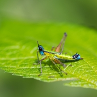 Eumastacidae