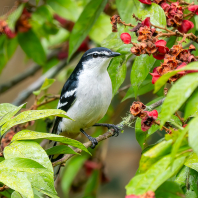 housenčík bělobrvý - Lalage leucomela