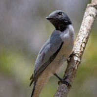 housenčík madagaskarský - Coracina cinerea