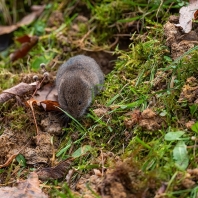 hraboš polní - Microtus arvalis