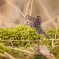 hraboš polní - Microtus arvalis