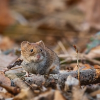 hraboš polní - Microtus arvalis