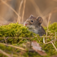 hraboš polní - Microtus arvalis