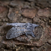 hranostajník vrbový - Cerura vinula