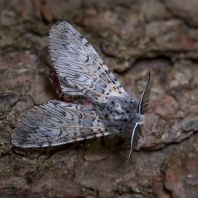 hranostajník vrbový - Cerura vinula