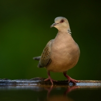 hrdlička divoká - Streptopelia turtur