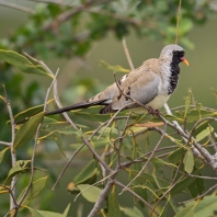 hrdlička kapská - Oena capensis
