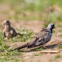 hrdlička kapská - Oena capensis