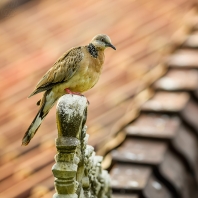 hrdlička kropenatá - Streptopelia chinensis