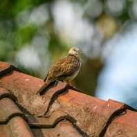 hrdlička kropenatá - Streptopelia chinensis