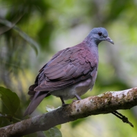 hrdlička madagaskarská - Nesoenas picturatus