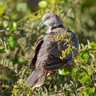 hrdlička šedoocasá - Streptopelia decipiens