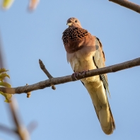 hrdlička senegalská - Spilopelia senegalensis