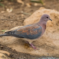 hrdlička senegalská - Spilopelia...