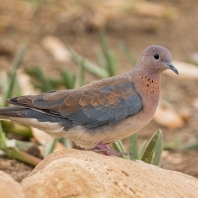 hrdlička senegalská - Spilopelia...