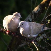 hrdlička zahradní - Streptopelia decaocto