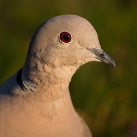 hrdlička zahradní - Streptopelia decaocto