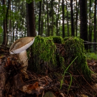 hřib žlučník - Tylopilus felleus