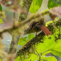 hrnčiřík skořicovobrvý - Anabacerthia variegaticeps