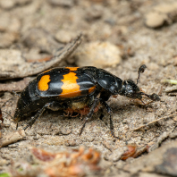 mrchožroutovití - Silphidae