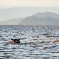 hroch obojživelný - Hippopotamus amphibius