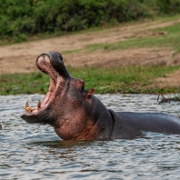 hroch obojživelný - Hippopotamus amphibius