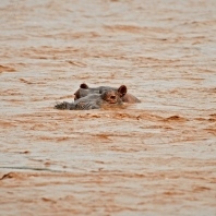 hroch obojživelný - Hippopotamus amphibius