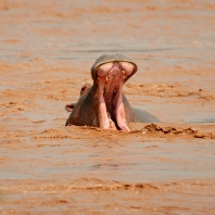 hroch obojživelný - Hippopotamus amphibius