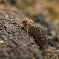 hrotnokřídlec zahradní - Korscheltellus lupulina