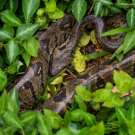 hroznýš madagaskarský - Acrantophis...