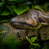 hroznýš madagaskarský - Acrantophis...