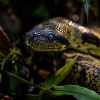 hroznýš madagaskarský - Acrantophis...