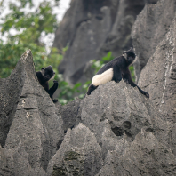 hulman Delacourův - Trachypithecus delacouri