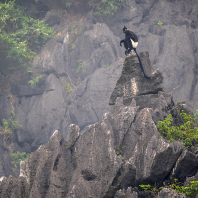 hulman Delacourův - Trachypithecus delacouri