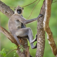 hulman posvátný - Semnopithecus entellus