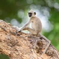 hulman posvátný - Semnopithecus entellus