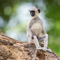 hulman posvátný - Semnopithecus entellus