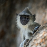 hulman posvátný - Semnopithecus entellus