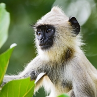 hulman posvátný - Semnopithecus entellus