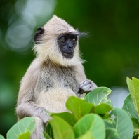 hulman posvátný - Semnopithecus entellus