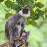 hulman posvátný - Semnopithecus entellus