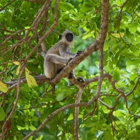 hulman posvátný - Semnopithecus entellus