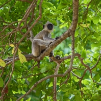 hulman posvátný - Semnopithecus entellus