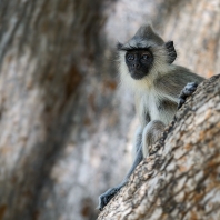 hulman posvátný - Semnopithecus entellus