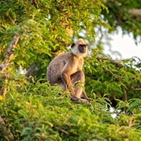 hulman posvátný - Semnopithecus entellus