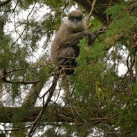 hulman rudolící - Trachypithecus vetulus