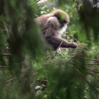 hulman rudolící - Trachypithecus vetulus