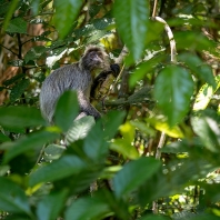 hulman stříbrný - Trachypithecus cristatus